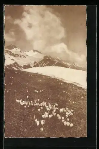 Foto-AK Emanuel Gyger: Blühende Krokusse auf einer Bergwiese