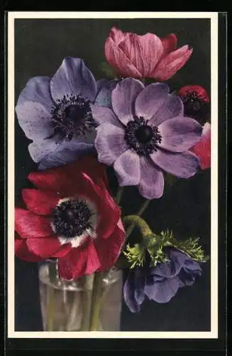 AK Kronen-Anemonen, Anemone coronaria L.