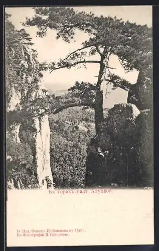 AK Alupka, Blick durch Bäume auf bewaldetes Tal und Felsen