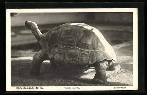 AK Wien. Lustschloss Schönbrunn, Menagerie, Elefanten-Schildkröte