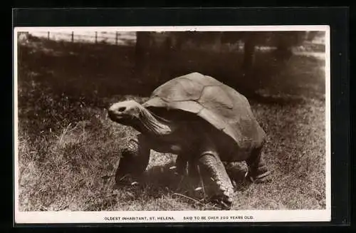 AK Elefanten-Schildkröte, Ältester Einwohner von St. Helena