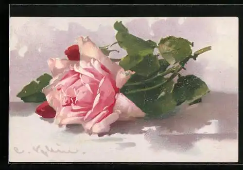 Künstler-AK Catharina Klein: Blühende Rose mit Knospen und grünen Blättern