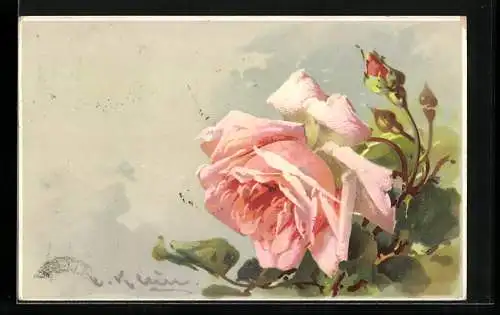 Künstler-AK Catharina Klein: Rosa Rose mit Knospe