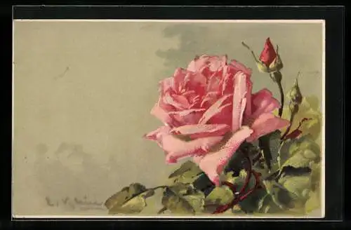 Künstler-AK Catharina Klein: Rosenblüte mit Knospen