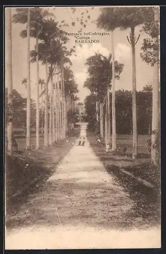 AK Barbados, Entrance to Codrington College