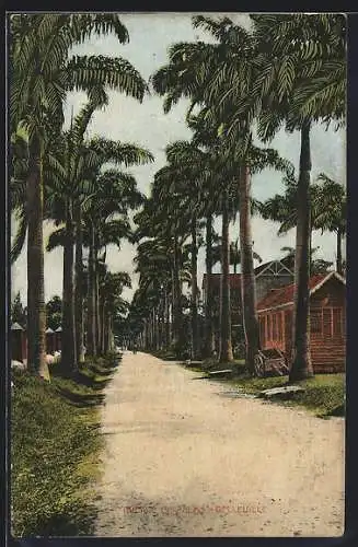 AK Belleville, Avenue of Palms