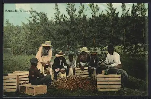 AK Bermuda, Packing Onions