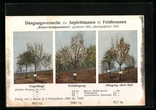 AK Feldbrunnen, Düngungsversuche zu Aepfelbäumen, Winter-Goldparmänen, Ungedüngt-Volldüngung-Düngung ohne Kali, Reklame