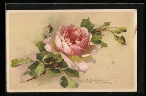 Künstler-AK Catharina Klein: Rosa blühende Rose mit Knospen und grünen Blättern