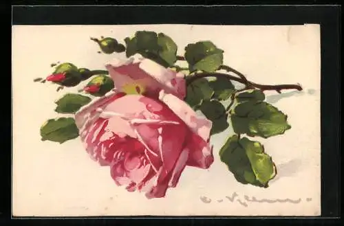 Künstler-AK Catharina Klein: Rose mit grünen Blättern und Knospen