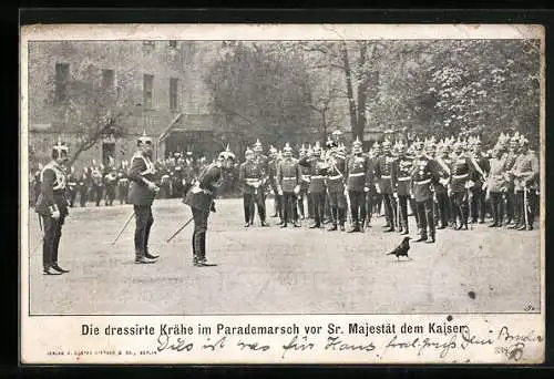 AK Die dressierte Krähe im Parademarsch vor Sr. Majestät dem Kaiser