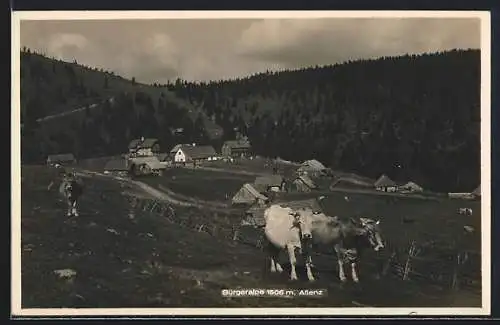 AK Aflenz, Bürgeralpe mit Kühen