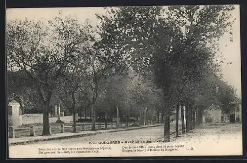 AK Surgères, Avenue de Saint-Pierre sous les ormes très vieux aux frondaisons légères