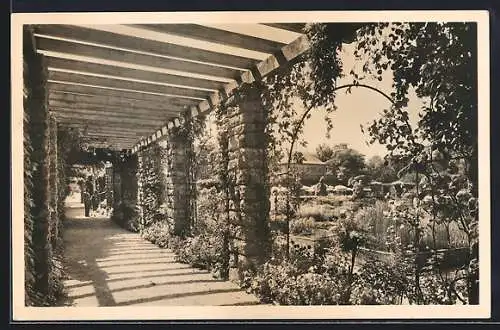 AK München-Nymphenburg, Botanischer Garten, Blick durch den Laubengang