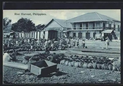 AK Philippines, Rice Harvest