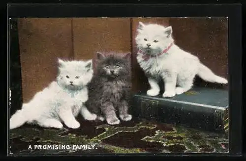 AK Drei kleine Katzen mit einem grossen Buch