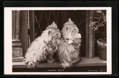 AK Fluffy Pets, Katzenkinder auf einer Fensterbank