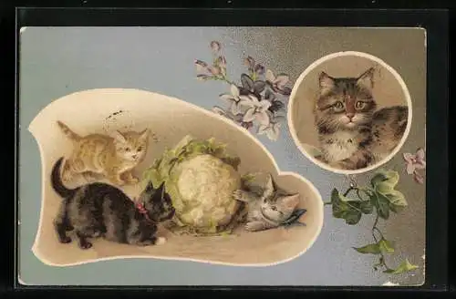 AK drei Katzen spielen mit einem Blumenkohl, Katze und Blütenzweig