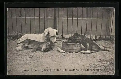 AK Wien, Schönbrunn, Menagerie, Junger Hund mit jungen Löwen