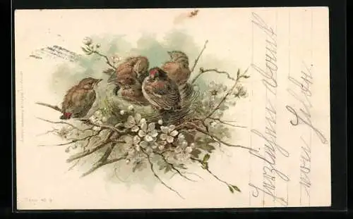 Lithographie Junge Hausrotschwänze im Nest