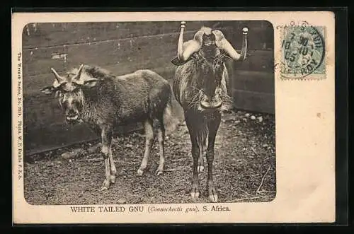 AK S. Africa, White Tailed Gnu