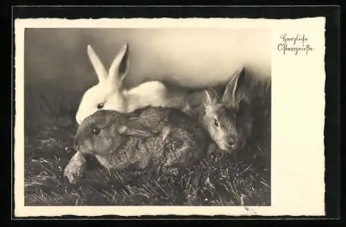 AK Drei Kaninchen im Gras, Ostergruss