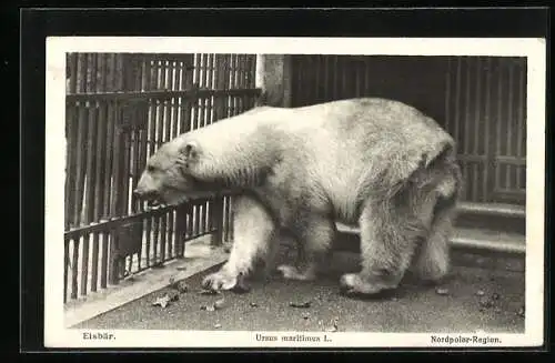 AK Eisbär im Zoo, Ursus maritimus L.