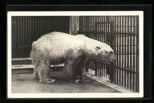 AK Wien, Schönbrunn, Tiergarten, Eisbär hinter Gittern