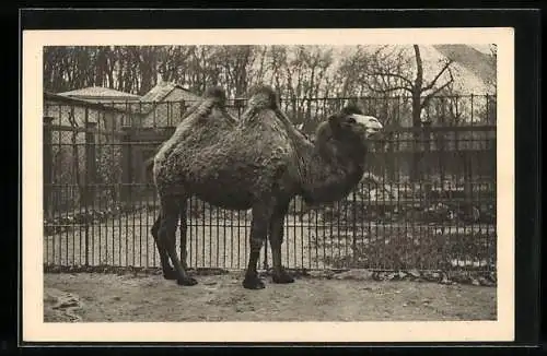 AK Wien-Schönbrunn, Kamel im Tiergarten