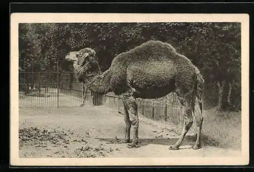 AK Wien, Schönbrunn, Menagerie, Dromedar aus Nordafrika /Südwestasien