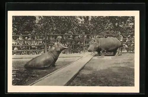 AK Wien-Schönbrunn, Menagerie, Flusspferd, Hippopotamus