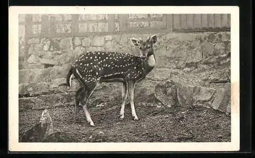 AK Wien-Schönbrunn, Menagerie, Axishirsch