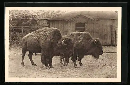 AK Wien-Schönbrunn, Tiergarten, Bison, Nordamerika