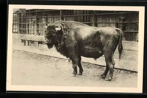 AK Wien, Menagerie Schönbrunn, Wisent im Gehege