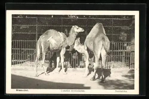 AK Wien, Schönbrunn, Menagerie, Zwei Dromedare im Aussengehege