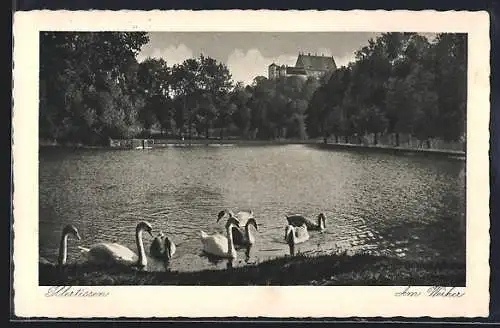 AK Illertissen, Schwäne am Weiher