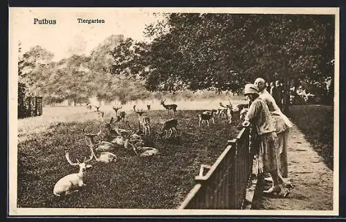 AK Putbus, Hirschgehege im Tiergarten