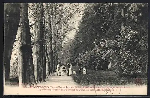 AK Montbard /Côte-d`Or, Parc de Buffon, Allée des Platanes