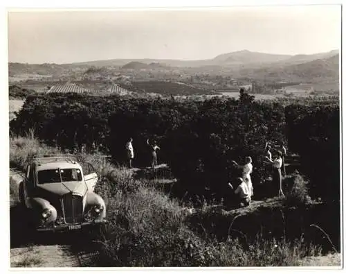 Fotografie unbekannter Fotograf, Ansicht Nelspruit / Mbombela, Touristen pflücken Orangen von einer Plantage, Südafrika