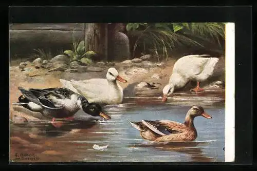 AK Enten und Erpel an einem Teich