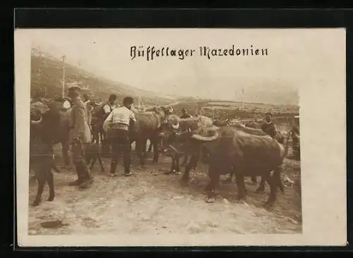 Foto-AK Mazedonien, Büffellager