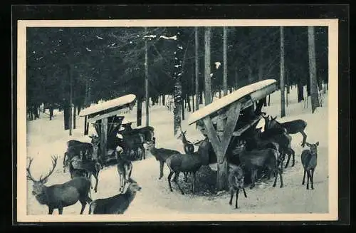 AK Wildfütterung im Berchtesgadener Land