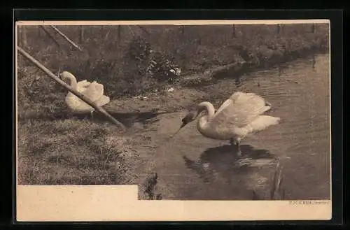 AK Höckerschwan Paar am Ufer