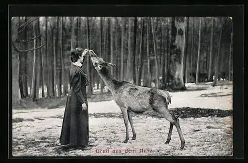 AK Harz, Rothirschkuh lässt sich füttern