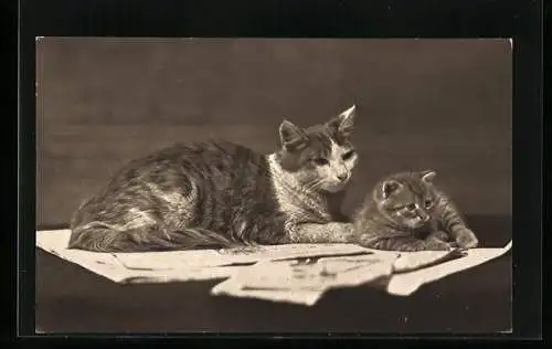 AK Zwei Katzen auf einem Stapel Papier