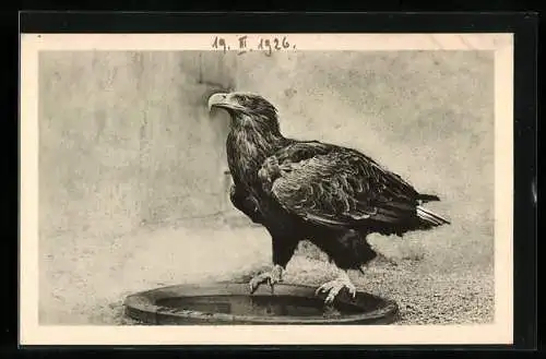 AK Vogel, Seeadler