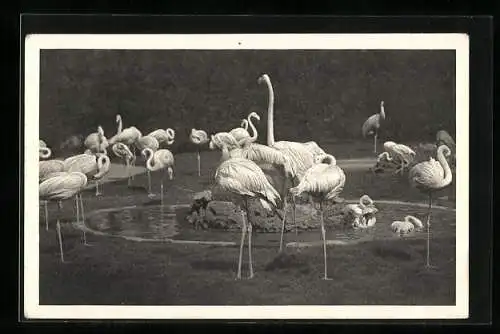 AK Wien-Schönbrunn, Flamingos im Tiergarten