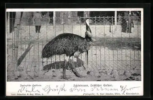 AK Schönbrunn, Zoo, Indischer Kasuar