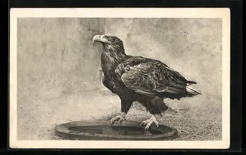 AK Wien-Schönbrunn, Seeadler in der Menagerie