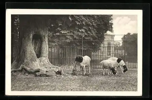 AK Wien-Schönbrunn, Tiergarten, Schwarzkopfschaf aus Nordostafrika